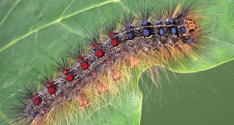 Gypsy moth caterpillar