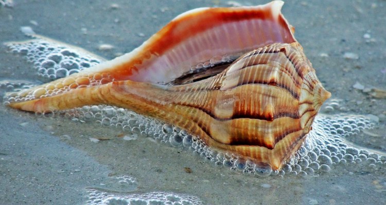 Lightning Whelk