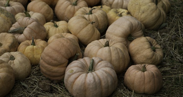 Fairytale Pumpkin