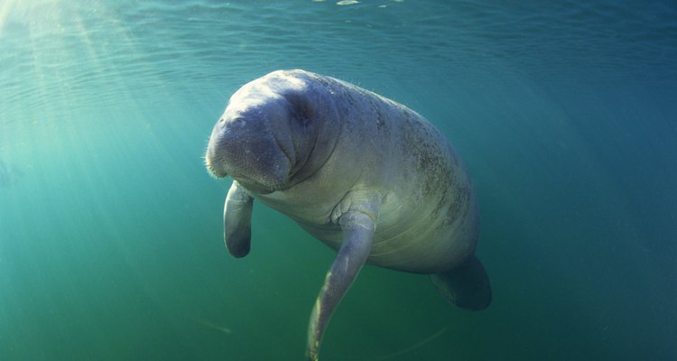 Florida manatee