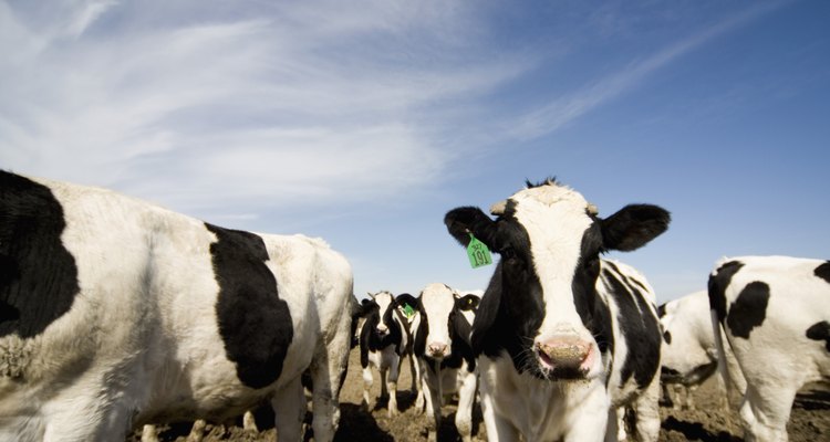 Cattle