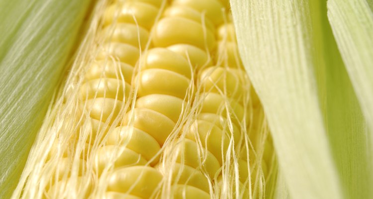 Fresh corn on the cob.