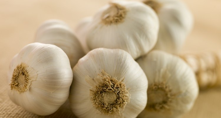 Bulbs of Garlic