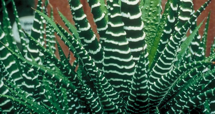 Aloe plant