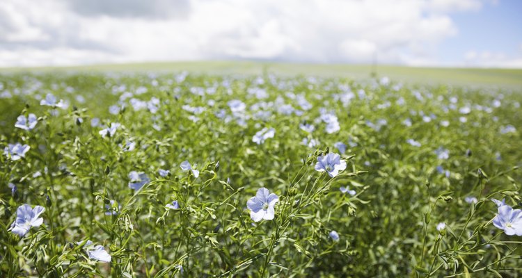 Flax (Linum usitatissimum)