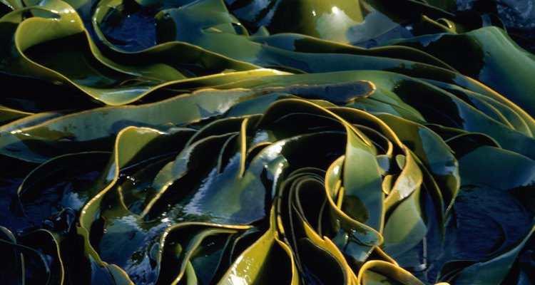 A close-up of kelp