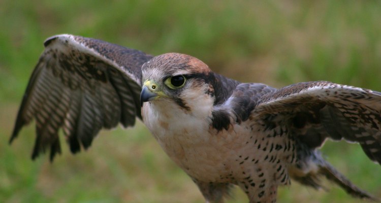Sparrow hawk