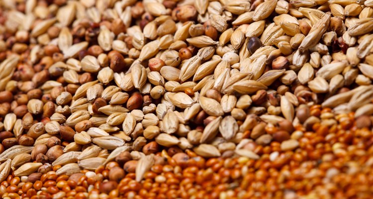 Wheat