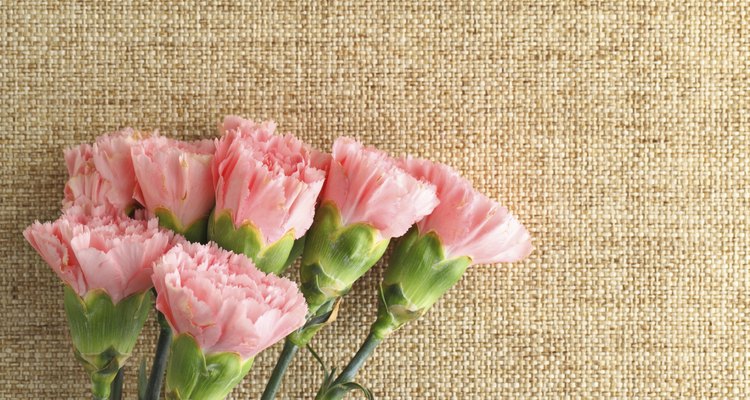 Pink carnations flower for Mother day