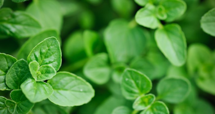 Fresh Oregano