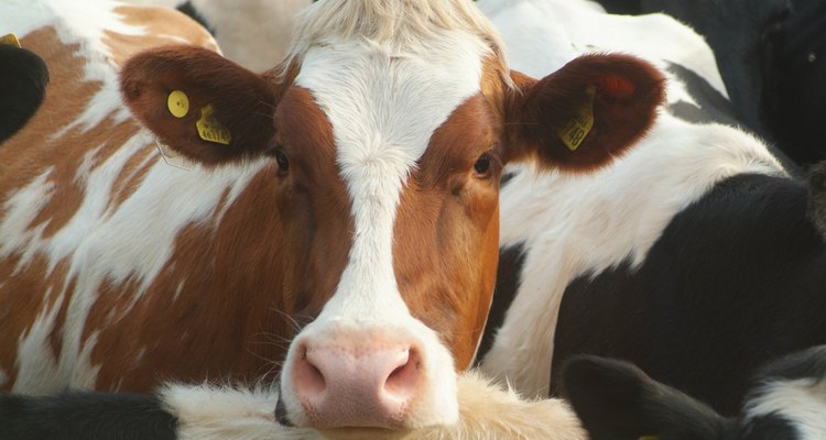Rarer brown fresian cow