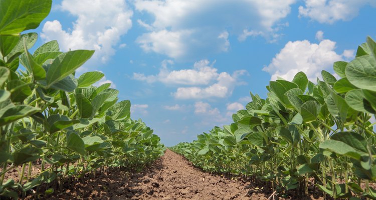 Soy field
