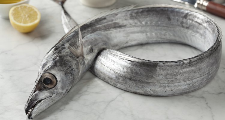 Beltfish