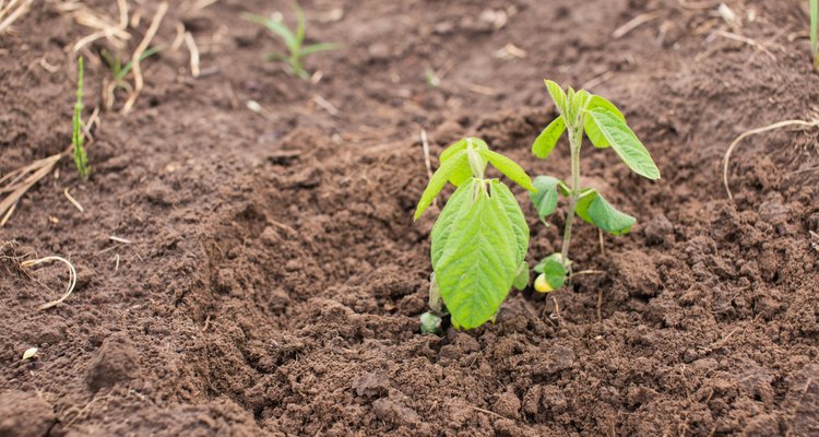 Young organic soy plants on a farm
