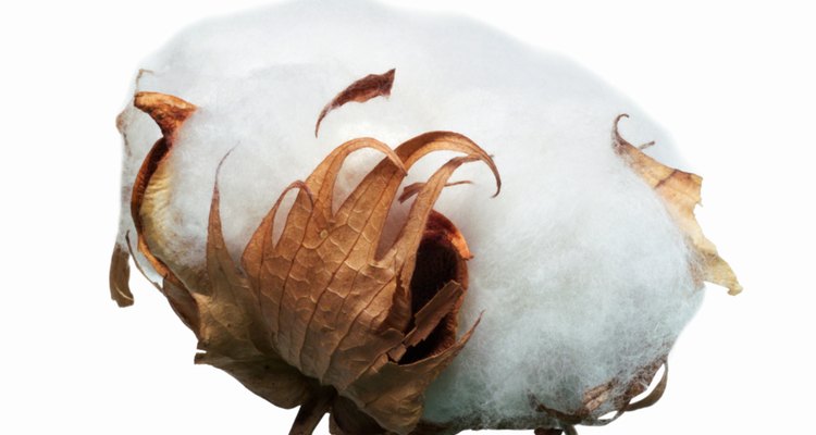 Close up of a cotton
