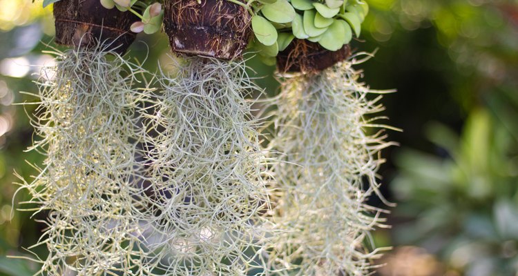 Spanish Moss plant in coir