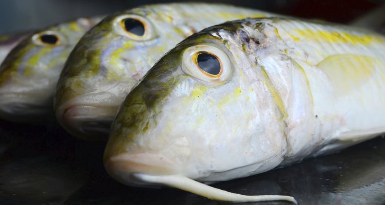 uncooked fish