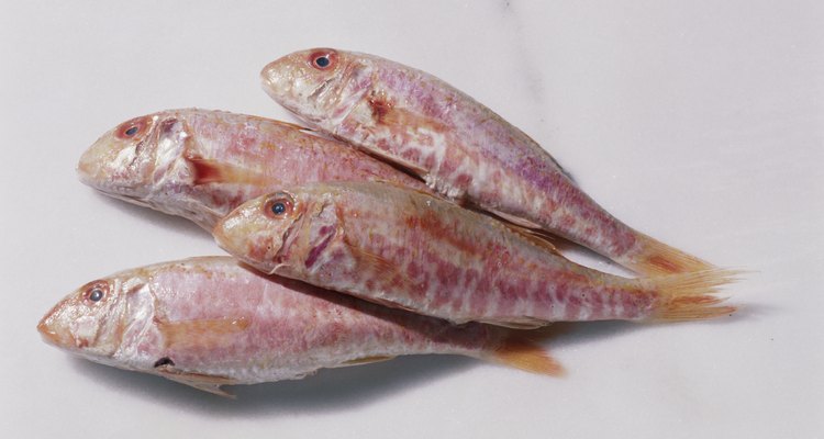 Red Mullet