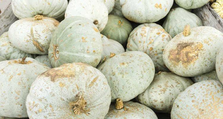 Sweet Meat blue winter squash