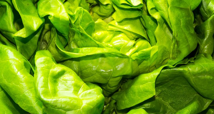green leaf lettuce